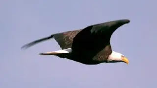 Like an Eagle in the Sky ~ Den Lilla Ekorren