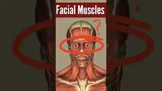 Facial Muscles #anatomy #shortvideo #youtubeshorts #ytshorts #shorts