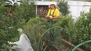 Дачные советы 21.07.2016. Уборка чеснока и подготовка к новому дачному сезону