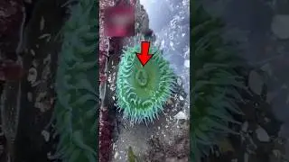 Смотреть до конца!😨 (🎥: @jake.pnw on TT)