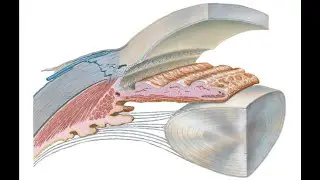 Anatomy of eyeball