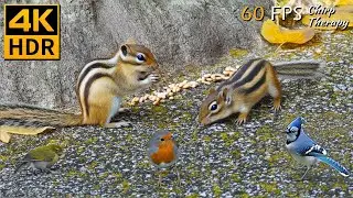 Relaxing Bird Songs: Squirrels, Chipmunks, Birds for Cats to Watch in Ancient Forests 🦜 8 Hours 4K