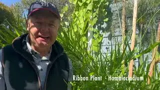 Ribbon Plant - Homalocladium