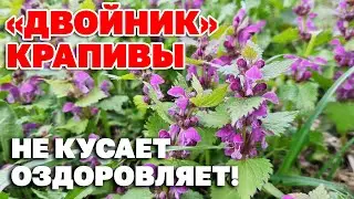 УКРЕПЛЯЕТ СЕРДЦЕ ОЧИЩАЕТ СОСУДЫ УСПОКОИТ КАШЕЛЬ ГЛУХАЯ КРАПИВКА ЯСНОТКА ПУРПУРНАЯ  