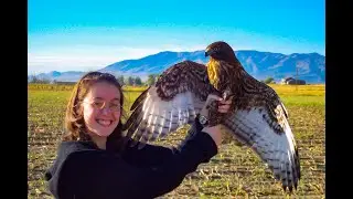 Falconry: Don't make this mistake trapping redtails