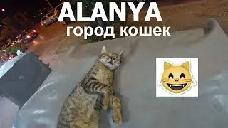 ALANYA ГОРОД КОШЕК 😺😺😺