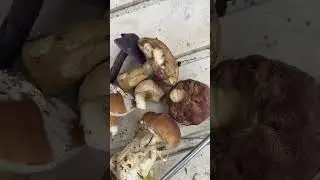 Грибы под Выборгом есть
