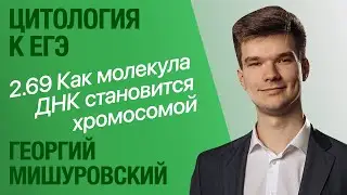 2.69. ДНК, хроматин, хромосома: в чем отличия? | Цитология к ЕГЭ | Георгий Мишуровский