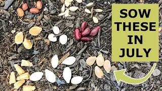 8 Seeds You Must Grow in July