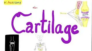 Cartilage Overview (Hyaline, Fibrocartilage, Elastic Cartilage) | Anatomy Series