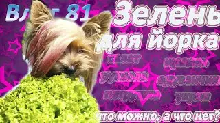 Зелень в рационе йорка. Можно ли йорку салат, рукколу, укроп и не только?