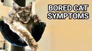 5 Symptoms of a BORED CAT 😿 (and What to Do)!