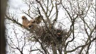 hibou moyen-duc