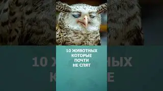 10 животных, которые почти не спят #сон #топ10 #комарик #необычныеживотные #шортс #shorts