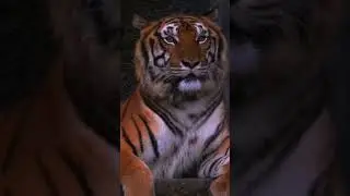 Всем привет, простите что так долго не было видео... #тигр#сила
