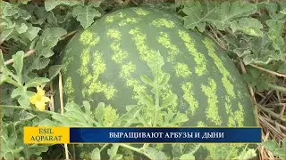 ВЫРАЩИВАЮТ АРБУЗЫ И ДЫНИ