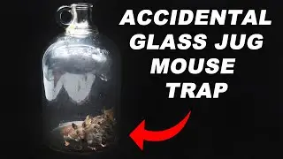 Glass Jug Mouse Trap [Accidental Success] Simple Mouse Trap That Works. Mousetrap Monday