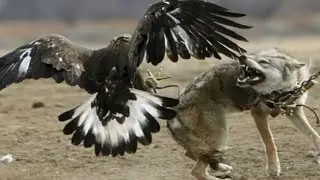 Most Dangerous Eagles | Birds of Prey