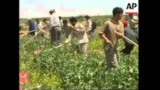 Students join police in start of opium poppy eradication