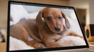 Acrobat’s Got It | Puppy’s Gotta Go | Adobe Acrobat