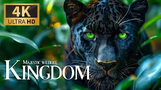 Majestic Wildlife Kingdom 🐯 Mesmerizing Discovery with Soft Piano Melodies 🎵 Blissful Serenity