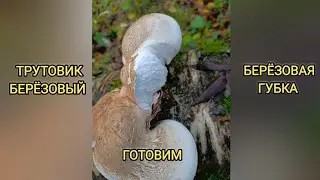 Трутовик берёзовый || Берёзовая губка || Как приготовить Трутовик берёзовый? #рецепт #трутовик