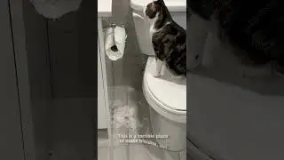 😼 Attack on Toilet Paper!