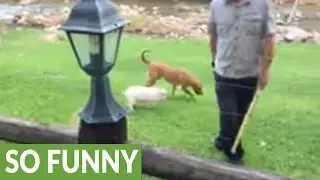 Cute little pig thinks he's a dog