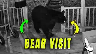 House's Ring Camera Captures Bear Visit During the Night