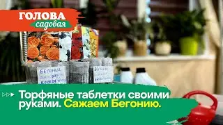 Голова садовая - Торфяные таблетки своими руками. Сажаем Бегонию.