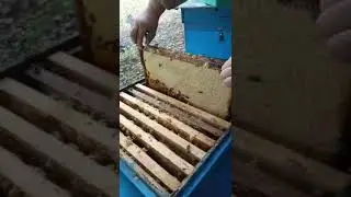 Карніка кройз ( кройс, кройц). Медозбір з соняшника. Пасіка Олега. Сумська обл 