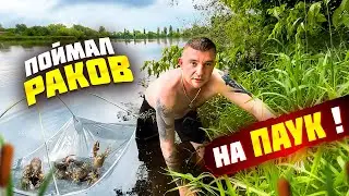 ЛОВЛЮ РАКОВ РУКАМИ В НОРАХ! ПОЙМАЛИ РАКОВ НА ПАУК!