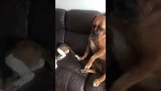 Annoyed Dog Sits on Beagle to Stop Him from Biting - 1049210