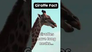 Giraffe fact - long neck??! #giraffe #giraffefacts #giraffeneck