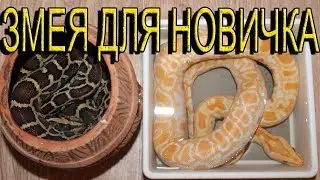 ЗМЕЯ ДЛЯ НОВИЧКА! Тигровый питон. ОБЯЗАТЕЛЬНО ПОСМОТРИ!