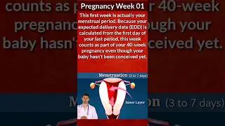 Pregnancy Week 1 | Pregnancy week by week #pregnancy #babydevelopment #shorts