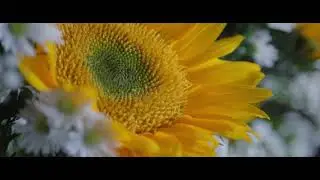 C70 Test Footage with Resolve Color Grade Before & Afters