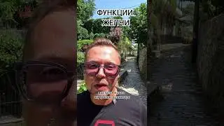 ФУНКЦИИ ЖЁЛЧИ. Рыбалко Юрий. 