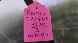 томаты таки прут!