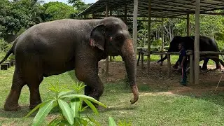 ОСТРОВ ЛАНТА,ТАЙЛАНД🏝️РАЙСКИЙ ОТЕЛЬ ANDA LANTA RESORT,ЭКСУРСИЯ В ДЖУНГЛИ НА ВОДОПАД,КУПАНИЕ СЛОНИКОВ