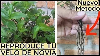 REPRODUCE TU VELO DE NOVIA | Nuevo Metodo / Paso a Paso