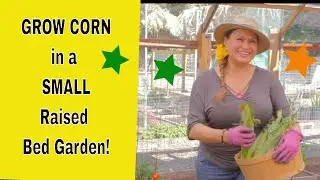 I'm  Growing Corn in a Small (4x8 ft) Raised Bed! You Can Too! (Foodie Gardener) Shirley Bovshow