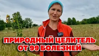 УБОЙНАЯ СИЛА ЗВЕРОБОЯ СТАВИТ НА НОГИ РАЗВЕНЧИВАЕМ СЛУХИ ЗВЕРОБОЙ ПРОДЫРЯВЛЕННЫЙ 