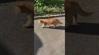 #котики в дворі #cat #домашні  #тварини #shorts