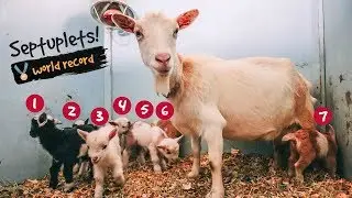 This Goat just gave Birth to SEVEN babies -- WORLD RECORD! 🏅