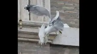 Чайка и ворон убили голубей мира! (Seagull and a large black crow)