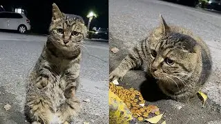Я встретил бродячего кота без передних лап и с одним ухом, который просил еды и загораживал мне путь