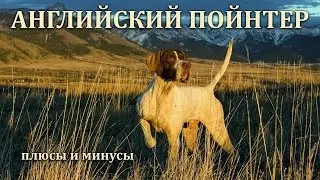 АНГЛИЙСКИЙ ПОЙНТЕР. Плюсы и минусы породы ENGLISH POINTER