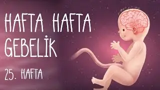 Hafta Hafta Gebelik 25. hafta