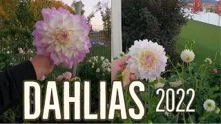 Dahlias 2022